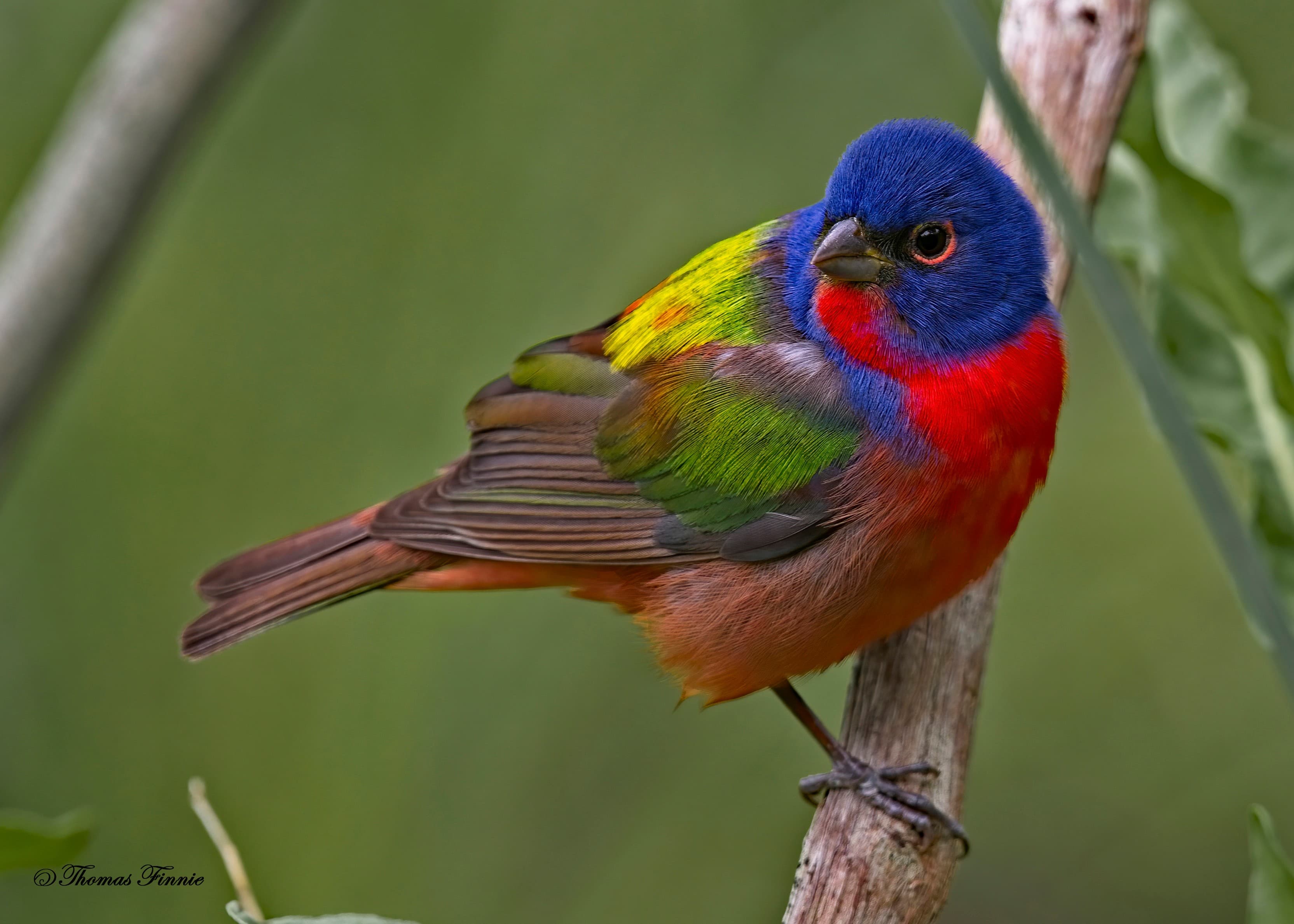 Louisiana Birding